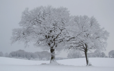 Thursday Eucharist Canceled 1/15/26